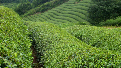 Photo of Adivinación por hojas de té